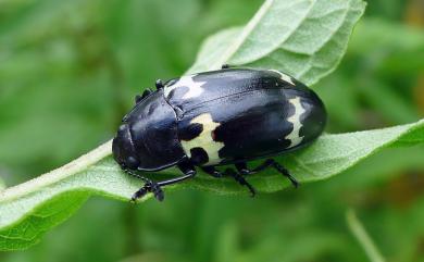 Episcapha fortunii consanguinea 絨橘紋舸大蕈蟲