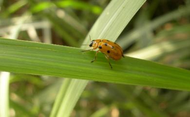 Smaragdina octomaculata (Chujo, 1952) 八星長筒金花蟲