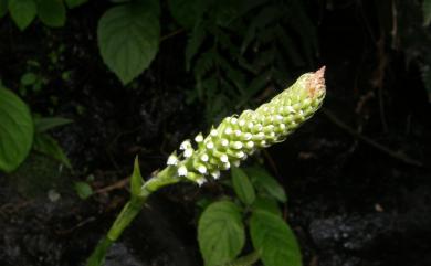 Goodyera procera 穗花斑葉蘭