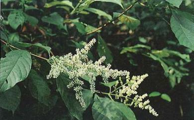 Wendlandia uvariifolia Hance 水錦樹