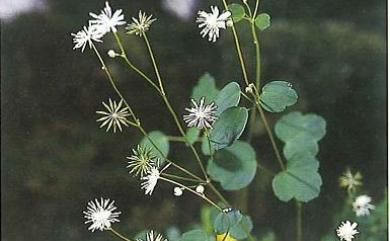 Thalictrum urbaini var. urbaini Hayata 1911 傅氏唐松草