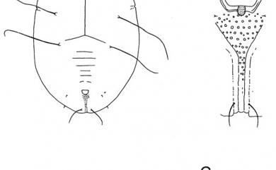 Massilieurodes multipori Takahashi, 1932 多孔粉蝨