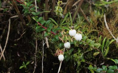 Gaultheria itoana 高山白珠樹