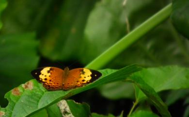 Cupha erymanthis Drury, 1773 黃襟蛺蝶