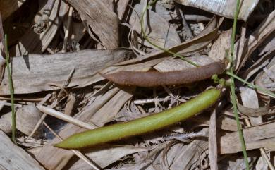 Dysolobium pilosum 毛豇豆
