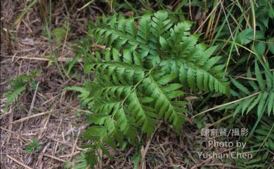 Davallia solida (G.Forst.) Sw. 闊葉骨碎補