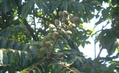 Bretschneidera sinensis Hemsl. 鐘萼木