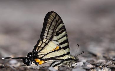 Graphium mullah chungianus (Murayama, 1961) 黑尾劍青鳳蝶