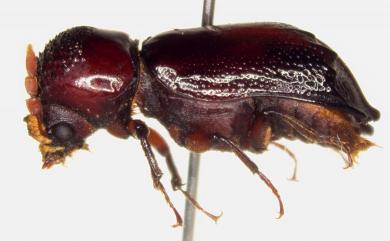 Xylothrips flavipes (Illiger, 1801) 黃足豔紅長蠹