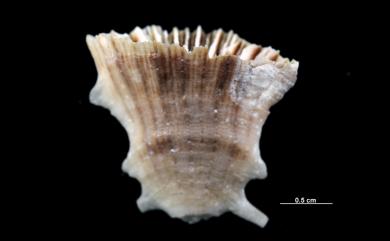 Truncatoflabellum candeanum (Milne Edwards & Haime, 1848) 燭形小菱扇珊瑚