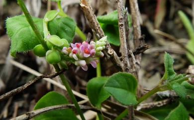 Polygala tatarinowii Regel 小扁豆