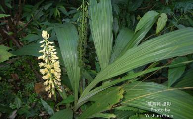 Styloglossum formosanum 臺灣根節蘭