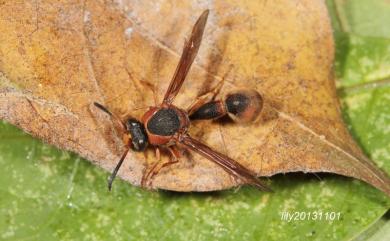 Eumenes labiatus labiatus 赭褐凹背蜾蠃