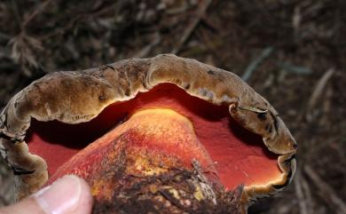 Boletus erythropus 紅柄牛肝菌