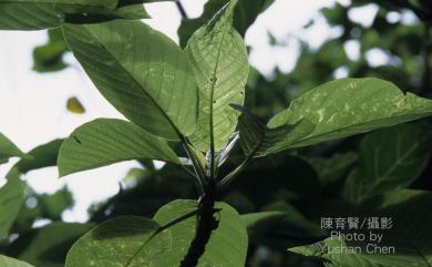 Dendrocnide meyeniana 咬人狗