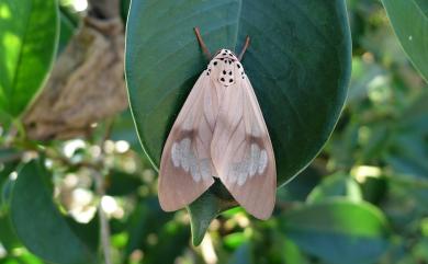 Amerila astrea (Drury, 1773) 閃光玫燈蛾