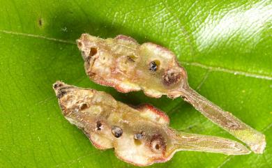 Cycloneuroterus formosanus Tang & Melika, 2011