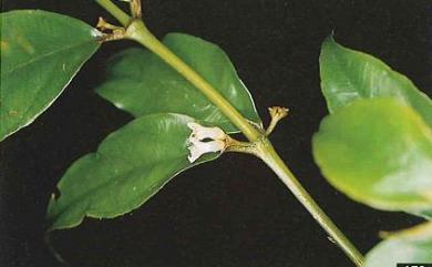 Lasianthus microstachys Hayata 薄葉雞屎樹