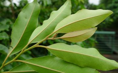 Liodendron formosanum (Kaneh. & Sasaki ex Shimada) H.Keng 臺灣假黃楊