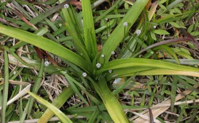 Eriocaulon sexangulare L. 大葉穀精草