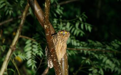 Ketupa flavipes (Hodgson, 1836) 黃魚鴞