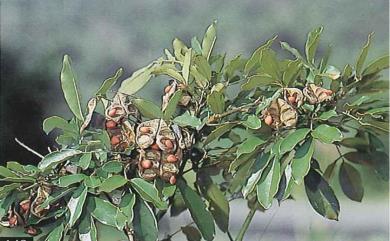 Ormosia hengchuniana T.C.Huang, S.F.Huang & K.C.Yang 恆春紅豆樹