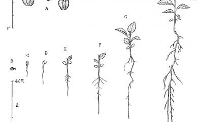 Alnus formosana (Burkill) Makino 臺灣赤楊