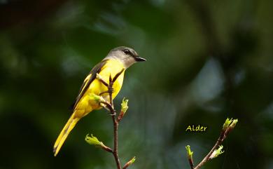 Pericrocotus solaris griseogularis Gould, 1863 灰喉山椒鳥