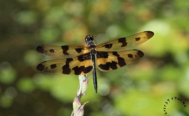 Rhyothemis variegata arria 彩裳蜻蜓