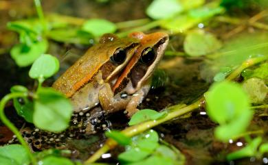 Hylarana latouchii (Boulenger, 1899) 拉都希氏赤蛙