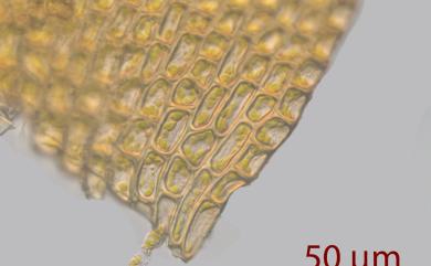Racopilum aristatum Mitt., 1864 毛尖卷柏苔