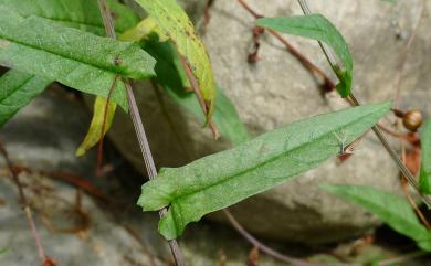 Xenostegia tridentata (L.) D.F. Austin & Staples 戟葉菜欒藤