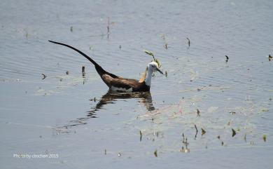 Hydrophasianus chirurgus (Scopoli, 1786) 水雉