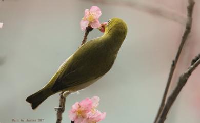 Zosterops japonicus Temminck & Schlegel, 1847 日菲繡眼