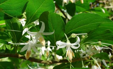 Styrax formosanus var. formosanus 烏皮九芎