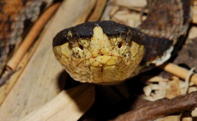 Deinagkistrodon acutus (Günther, 1888) 百步蛇