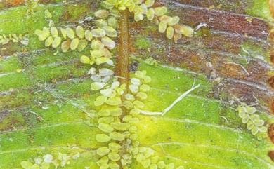 Cololejeunea macounii 距齒疣鱗蘚