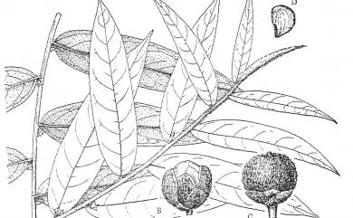 Eurya strigillosa Hayata 粗毛柃木