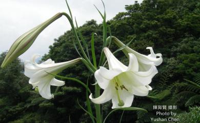 Lilium longiflorum var. formosanum Baker 臺灣百合