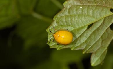 Oides epipleuralis Laboissiere, 1929 黃偽瓢螢金花蟲