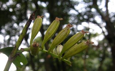 Cleisostoma paniculatum (Ker Gawl.) Garay 虎紋蘭