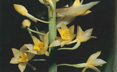 Styloglossum formosanum (Rolfe) T.P. Lin 臺灣根節蘭