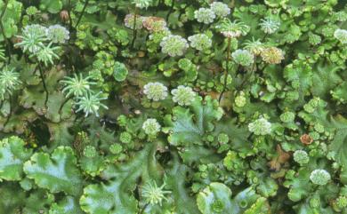 Marchantia polymorpha 地錢