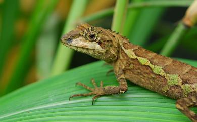 Diploderma swinhonis (Günther, 1864) 斯文豪氏攀蜥