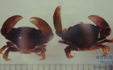 Trapezia digitalis Latreille, 1825 指梯形蟹