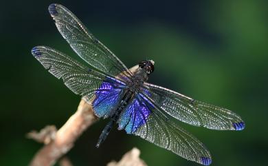 Rhyothemis severini Ris, 1913 賽琳蜻蜓