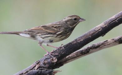 Emberiza tristrami Swinhoe, 1870 白眉鵐