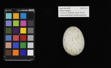Milvus migrans (Boddaert, 1783) 黑鳶