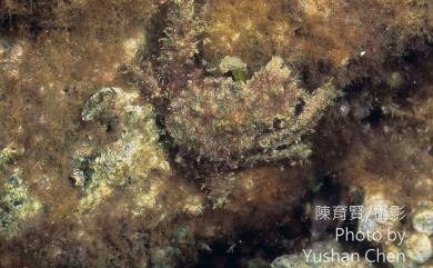 Tiarinia cornigera (Latreille, 1825) 有角並額蟹