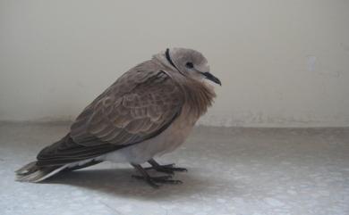 Streptopelia tranquebarica humilis (Temminck, 1824) 紅鳩